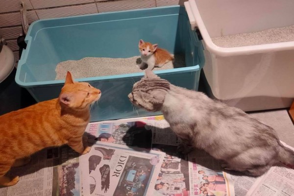 影／奶貓上廁所被「3巨頭」圍觀　網笑：牠會棒不出來啦！