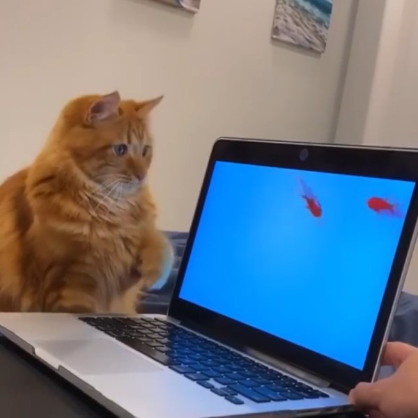 橘貓看見螢幕內金魚好開心　扭腰擺臀網笑：學魚游泳？