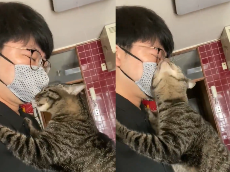 日本一名推主家裡的貓每天早上堅持為他進行「加油打氣儀式」（圖／Twitter@00shitemita）