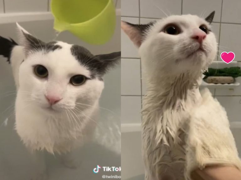 黑白貓不怕水　搓澡沖水一臉淡定：本喵就4愛洗澡啦！
