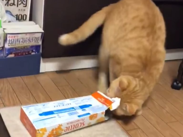 橘貓本想擠進小盒子，想不到後來竟整個卡住出不來！（圖／Twitter@_Alber_tina） 