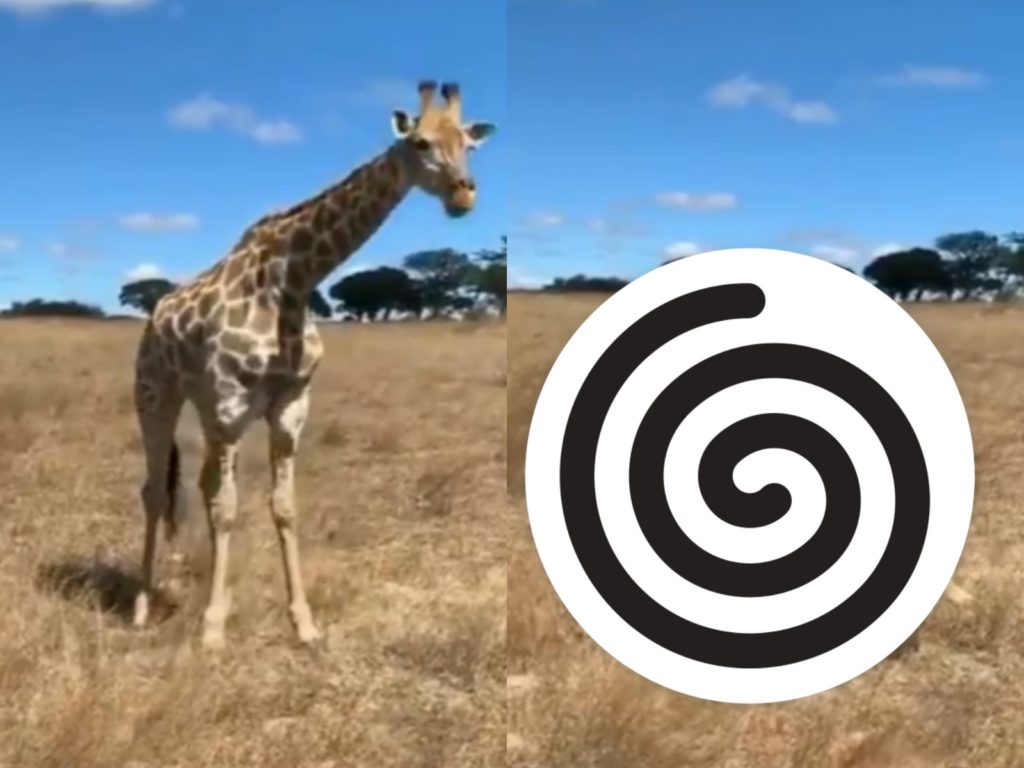 長頸鹿需要劈腿才能吃草（圖／翻攝自twitter@DannyDutch）