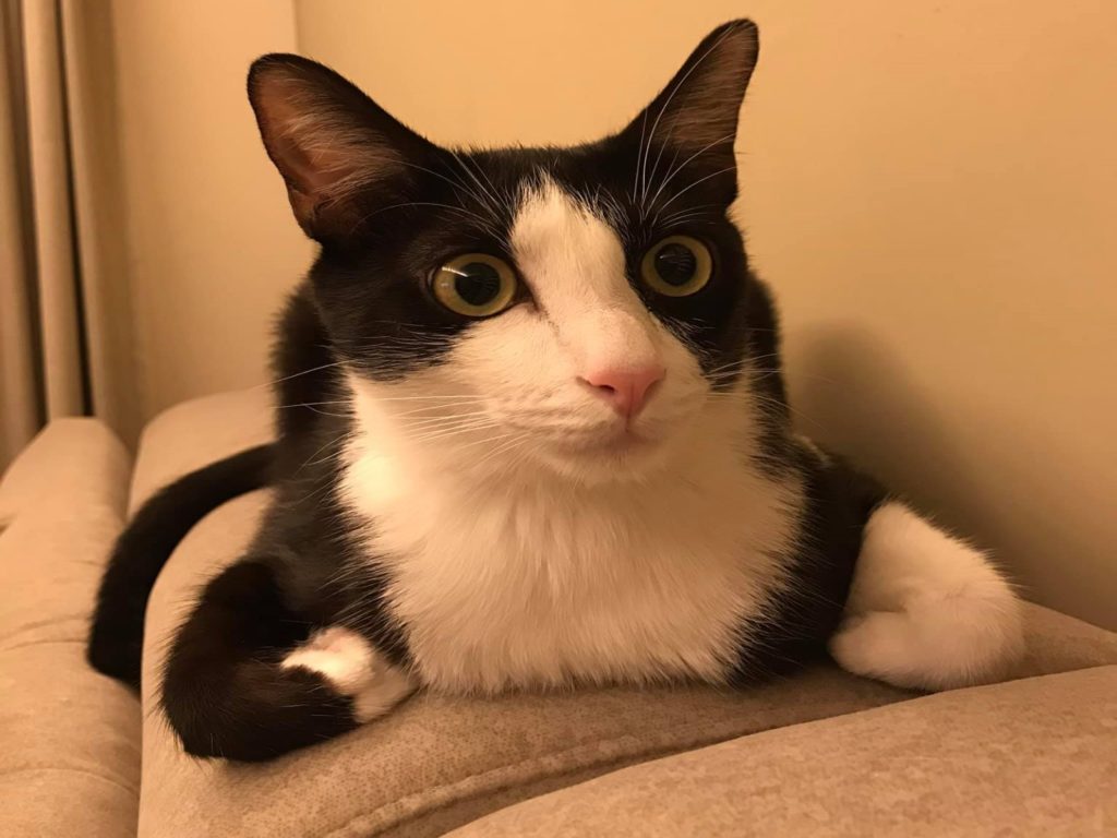 賓士貓折手手的方式非常奇特，看起來像是「插腋下」（圖／粉專蔡小姐的貓授權提供）