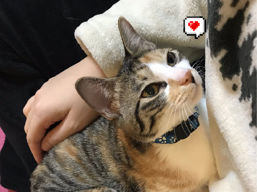 貓貓表情淡定，看到逗貓棒後還忍得住嗎？（圖／Twitter@d4RAmOWzxlkbN9q）