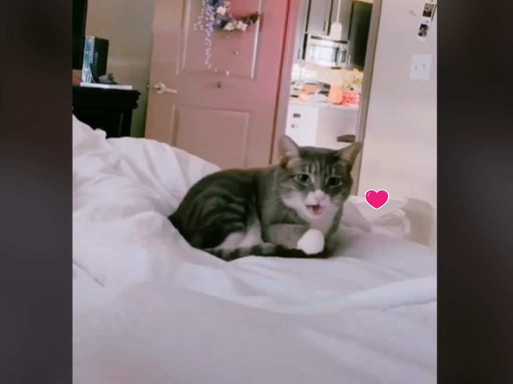美國一隻虎斑貓以超萌的叫聲回應馬麻的呼喚，網友們則大讚被牠融化了！（圖／翻攝自Tik Tok@novaruu）