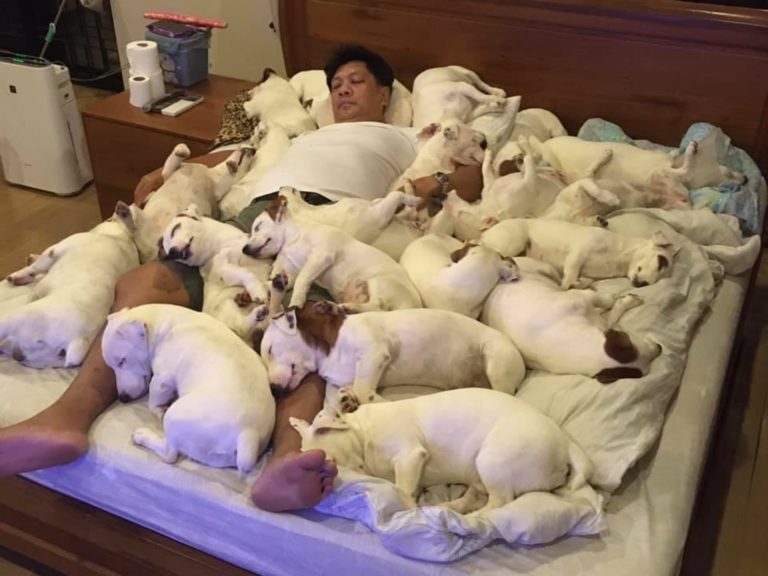 天冷也不怕！20㹴犬把床擠爆睡滿　爸睡搞搞不蓋被也覺得熱
