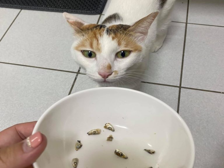 網友家的三花貓「丹丹」不喜歡吃魚頭，總是留下一碗魚頭給奴才（圖／網友Pin Yu Guan授權提供）
