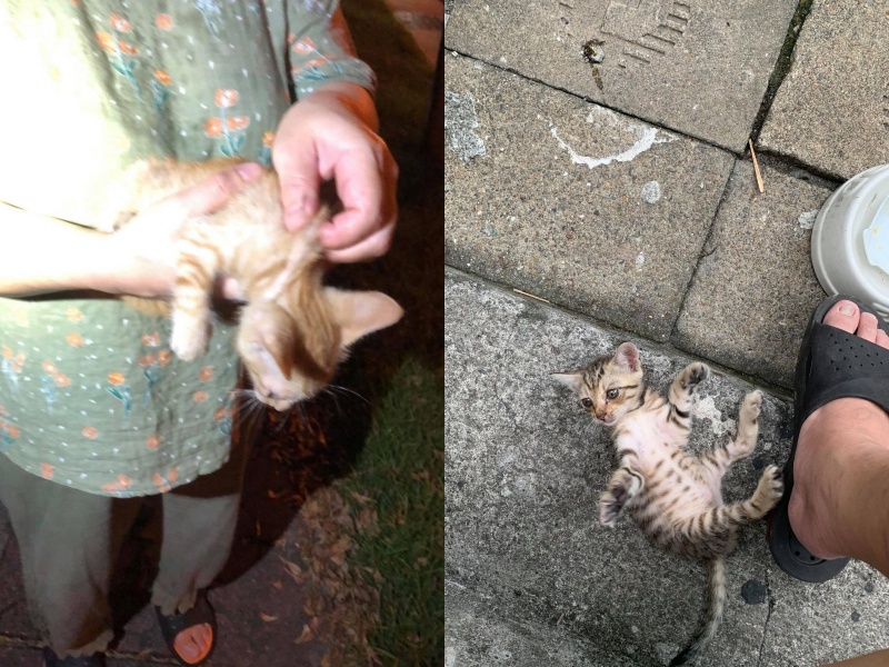 家人出門散步時陸續發現兩隻小貓，擔心牠們安危於是帶回家照顧。（圖／粉絲專頁「毛手毛腳」授權提供） 