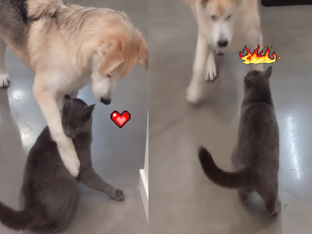 狗狗霸氣攬懷想親親，貓咪一巴掌賞過去！（圖／Instagram＠goldenretrievergoose）
