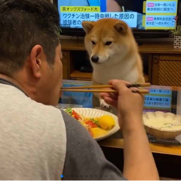 貪吃柴柴「趴桌饋手」陪吃飯　眼神逼視：把拔不給一口嗎？