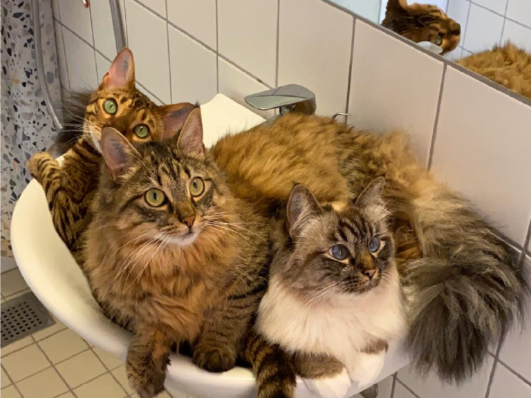 三隻喵喵一起擠進了洗手臺！（圖／Facebook@Ｍissenell） 