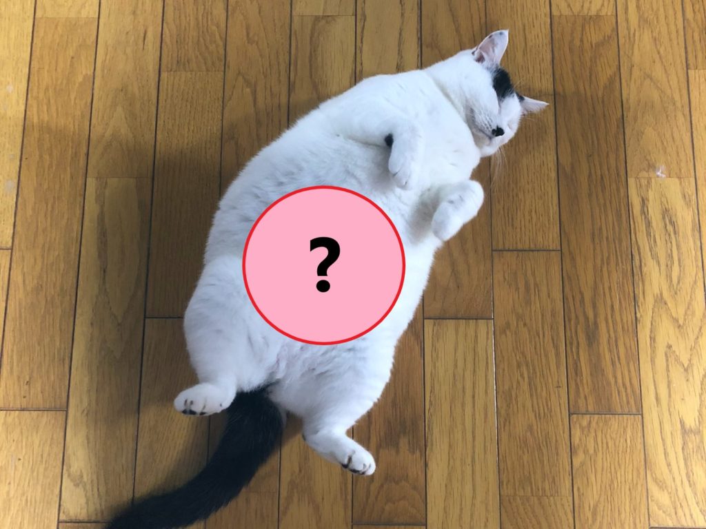 一隻擋路貓仰躺在地上，被貓奴意外發現神秘亮點（圖／twitter＠tsurukameryu）