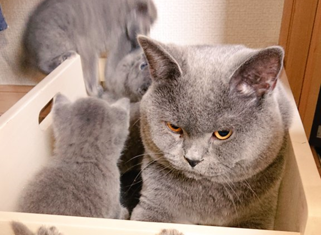 被小貓團團包圍的貓爸，露出生無可戀的表情。（圖／Twitter@820kibinago）