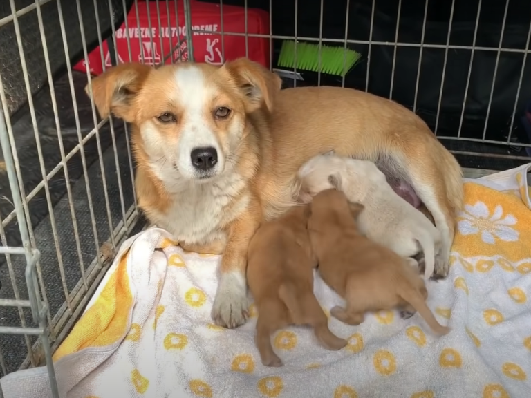 狗媽媽剛生完三隻狗寶就被遺棄（圖／Youtube@Dog Rescue Shelter Mladenovac, Serbia）