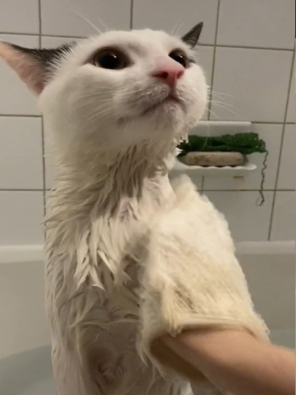 黑白貓不怕水　搓澡沖水一臉淡定：本喵就4愛洗澡啦！