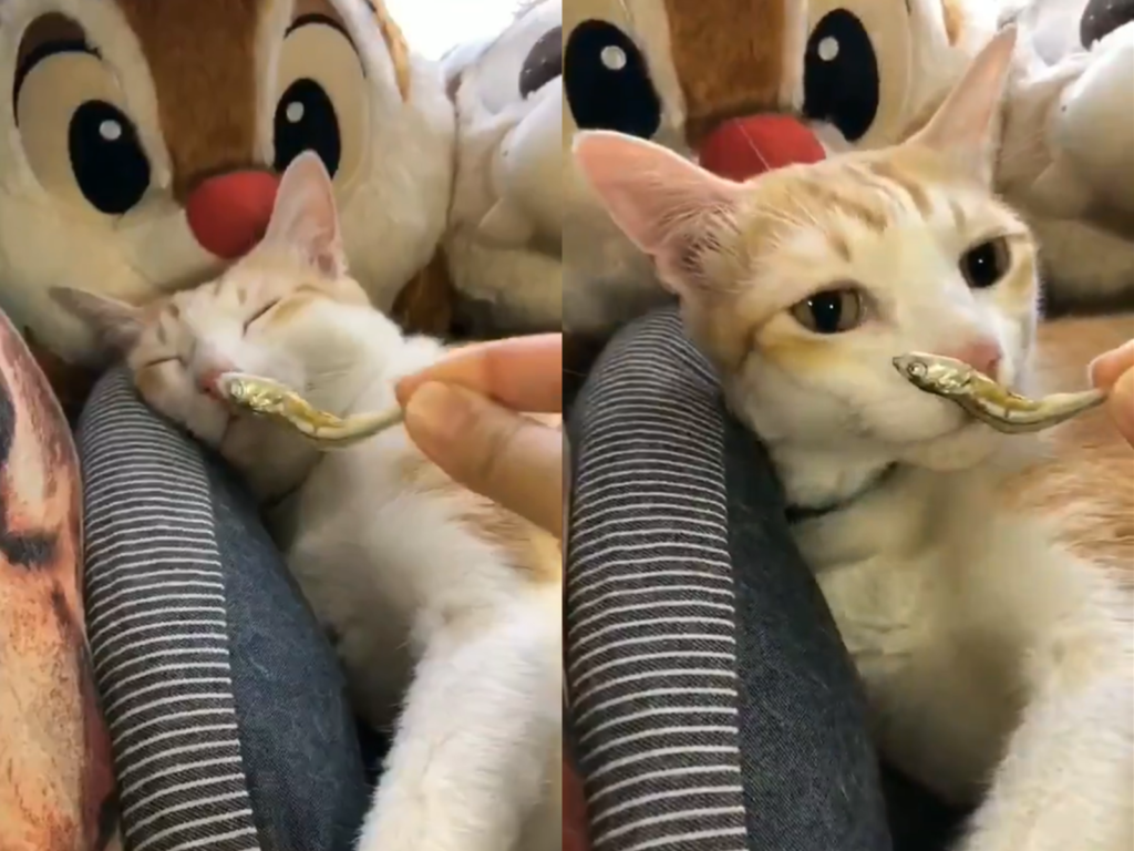 日本一隻橘白貓明明睡得很熟，聞到小魚乾竟瞬間醒來！（圖／Twitter@86gomajiro）