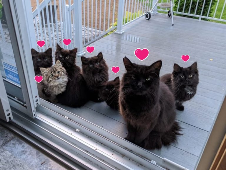 一隻黑貓帶著六隻小貓登門向女子求收編（圖／FB@Chatons Orphelins Montréal）