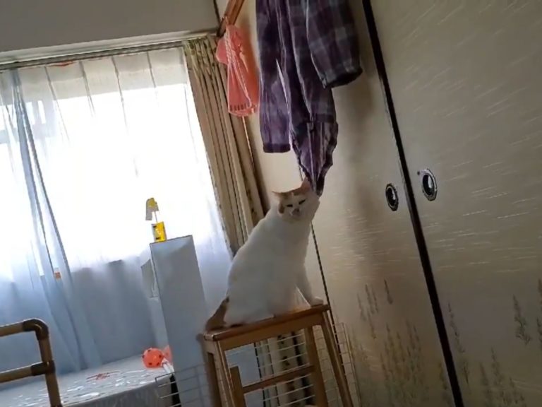 橘白貓Tama（たま）太想念奶奶，抓著她的衣服不停磨蹭。（圖／Twitter@kotamama0827） 