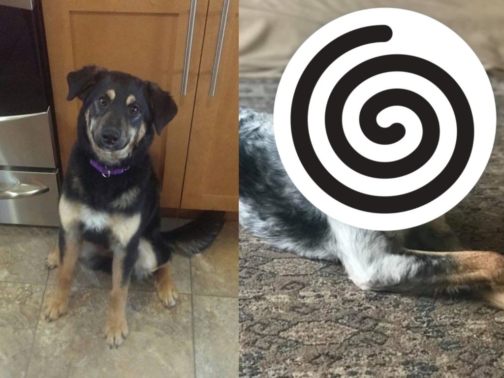 西雅圖一隻牧羊犬養了三年後竟然「變白」（圖／FB@Sheryl Duyungan）