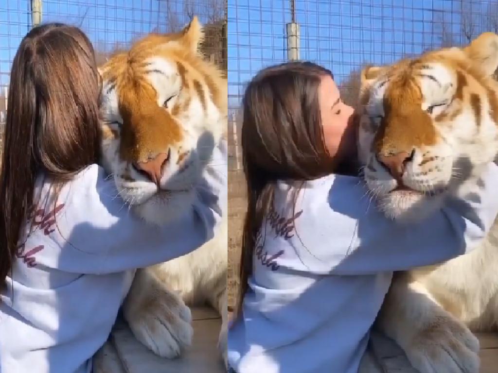 ▲巨大奶虎愜意躺，閉眼享受人類抓抓：這才是虎生啊～（圖／Instagrem@kittens.vig）