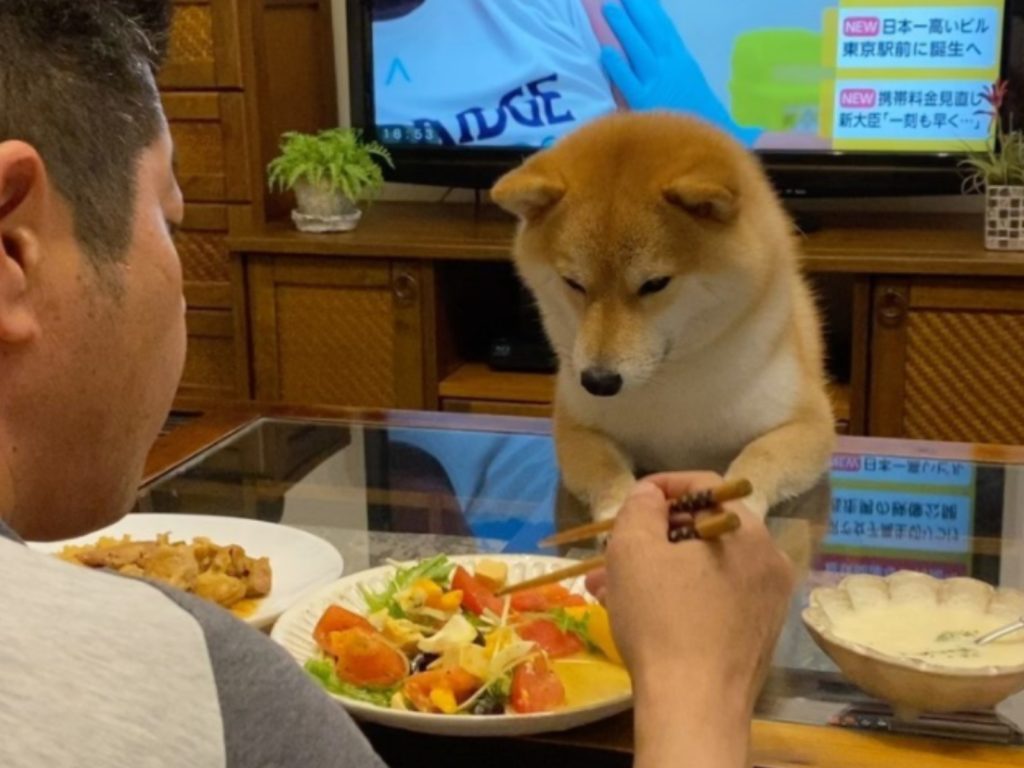 日本一隻柴柴每天都「貼心」地趴桌陪把拔吃飯（圖／IG@fuji_jun1205）