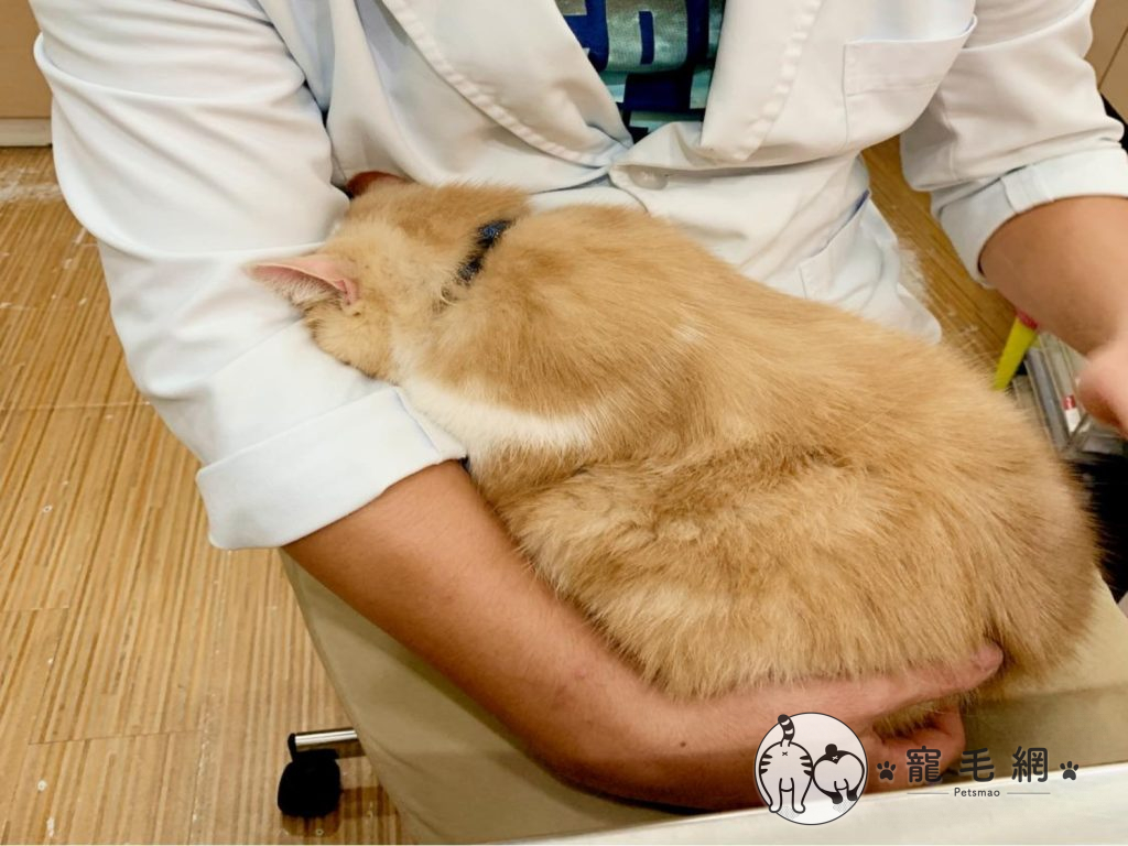 網友日前帶貓咪看診，沒想到牠躲在醫生懷裡「不想面對」（圖／網友Peggy Hsu授權提供）