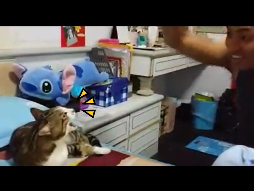 爸爸聲控貓咪「飆高音」（圖／網友金冬陽授權提供）