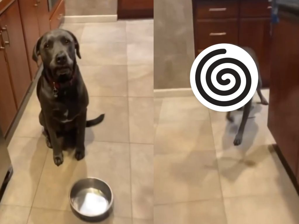 狗狗被馬麻戲弄後，沒想到竟叼出某一物品（圖／IG@dunkinandfriends）