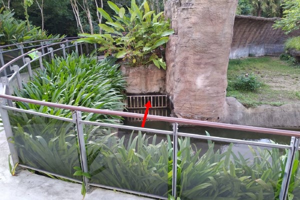 小食蟻獸凌晨逃脫失蹤！臺北市立動物園請民眾幫忙協尋