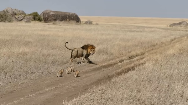 小獅：把拔等等偶們啊～等等～ 公獅：誰要等你啊！跑給你追啦！ （圖／Youtube@AnimalsAreWacky） 