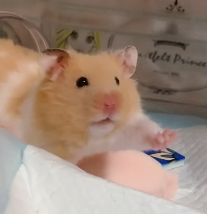 形象保護照：跟大家說掰掰~（圖／Instagram＠narupopomogukurumi.hamster）