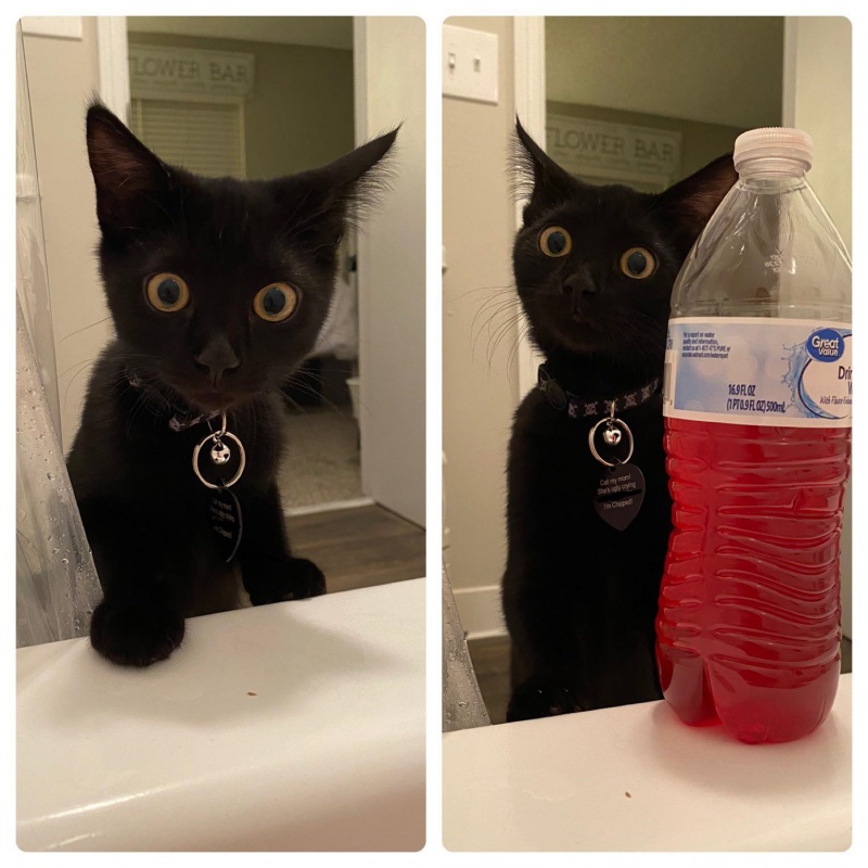黑貓鮪魚（Tuna Fish）看到主人洗澡，露出了超驚恐的表情。（圖／reddit@tacos_fall_apart） 