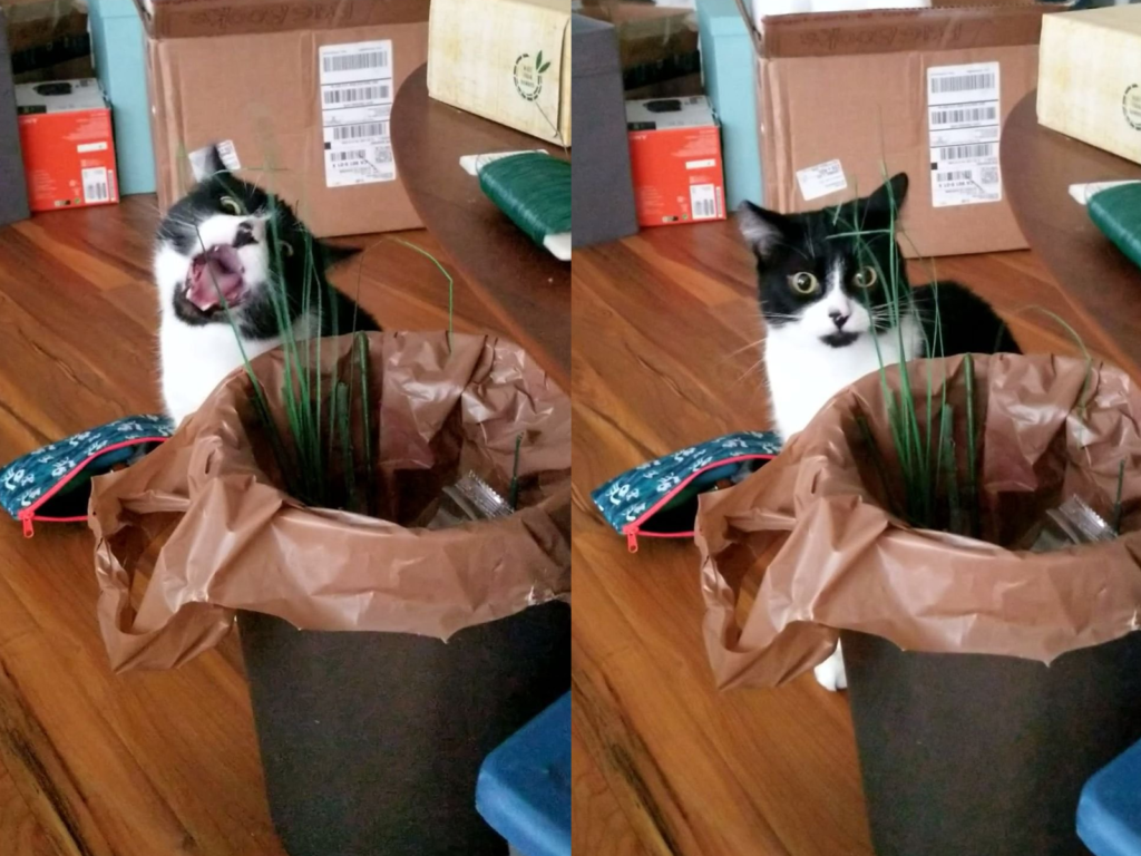 國外一隻賓士貓啃到假的貓草，令牠臉色大變！（圖／Twitter@cryoflower）