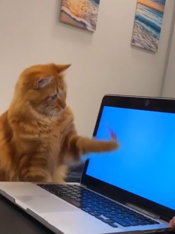 橘貓看見螢幕內金魚好開心　扭腰擺臀網笑：學魚游泳？