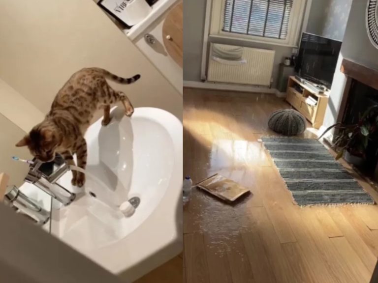 安柏是一隻愛玩水的貓咪，日前偷開水龍頭將客廳變成「水上樂園」（圖／twitter@JasminStork）