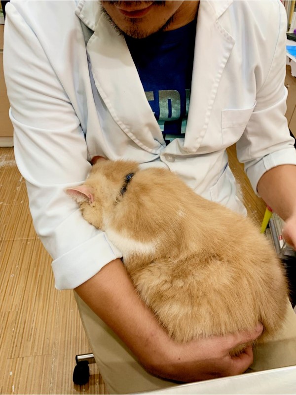 加菲貓怕看診「臉埋醫生懷抱」不想面對網笑：是否抱錯人？