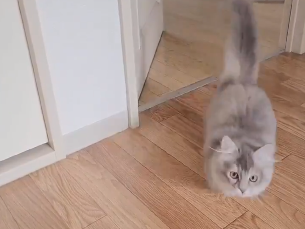 大部分的貓都給人叫不來的印象，但日本這隻短腿貓可是一叫就來！（圖／Twitter@nzn_myaaa）