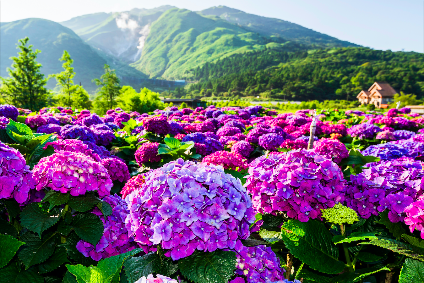 ▲Purple hydrangea flowers in Yangmingshan National Park. (Photo courtesy of Shutterstock)