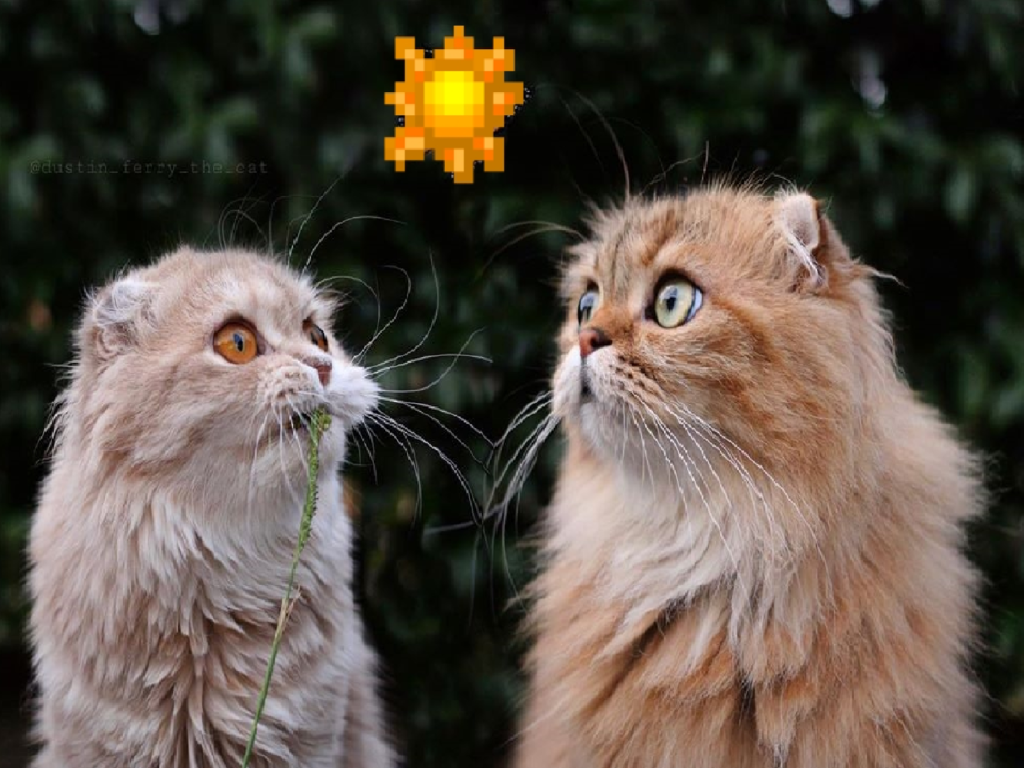 綠地散步突遇「大飛蟲」！摺耳貓呆愣看著：好漂亮啊～（圖／Instagram@dustin_ferry_the_cat）