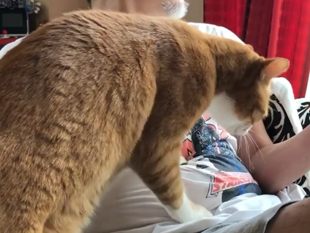 這隻橘貓對準主人的柔軟肥肚，接著使出肉球踏踏。（圖／IG@naomingerzz）