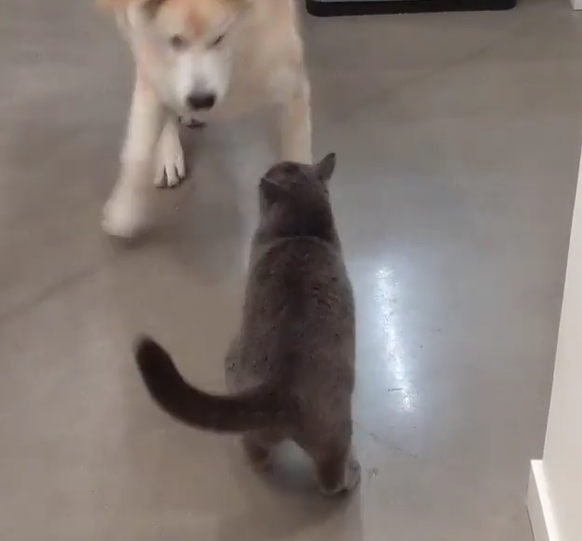 貓：看你還敢不敢動我！（圖／Instagram＠goldenretrievergoose）