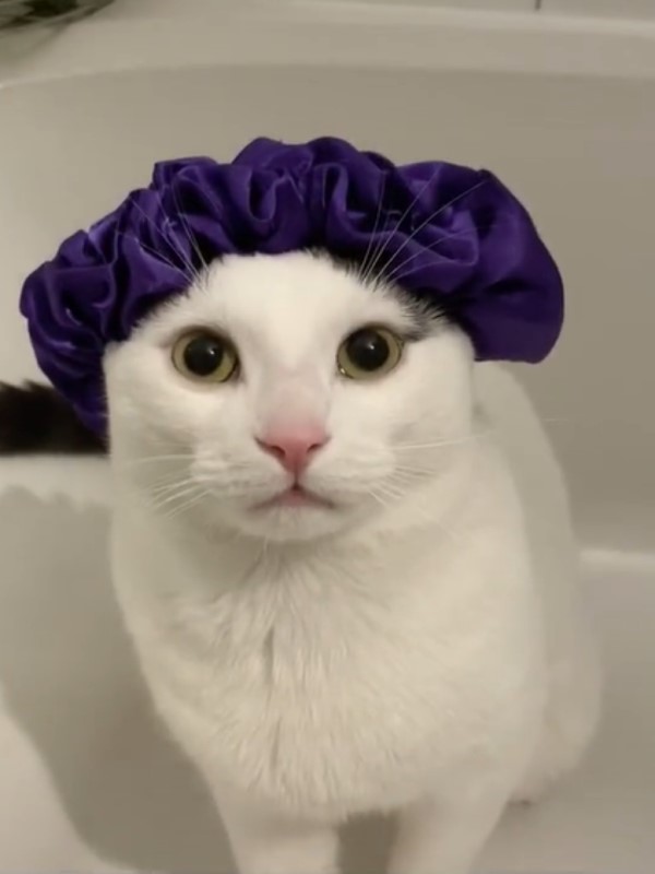黑白貓不怕水　搓澡沖水一臉淡定：本喵就4愛洗澡啦！