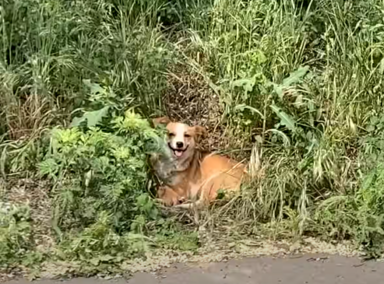 狗媽媽躲藏在草叢中，希望自己與寶寶不會被傷害。（圖／Youtube@Dog Rescue Shelter Mladenovac, Serbia）