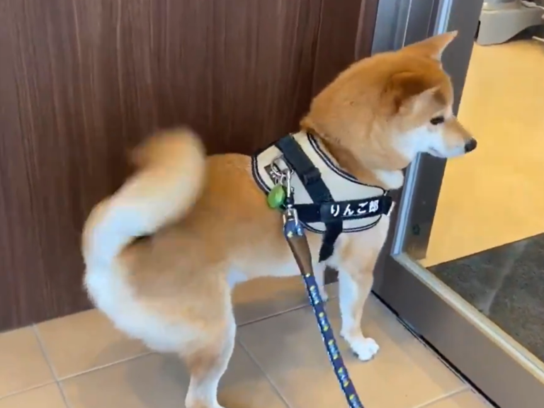 大部分的狗狗很害怕看醫生，但這隻日本柴卻期待著！（圖／Twitter@ringoro119）