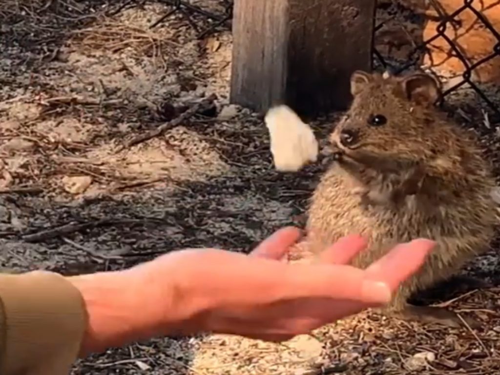 一隻短尾矮袋鼠好奇地看雜耍師表演，還伸出小手手想要抓他手裡的東西（圖／IG@lukeforrester_circus）