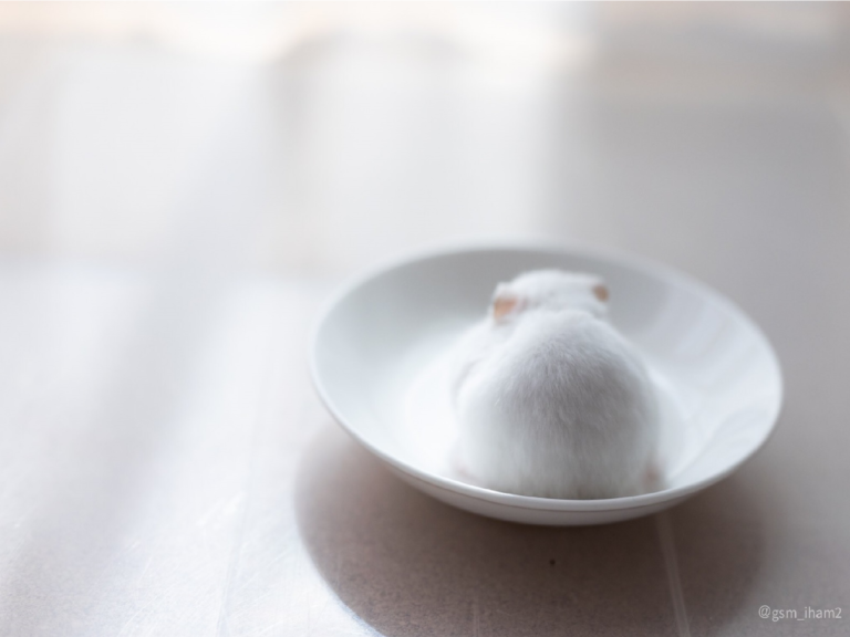 一坨白白胖胖的鼠寶坐在盤子上，宛如一顆精緻大福！（圖／Twitter@gsm_iham2） 
