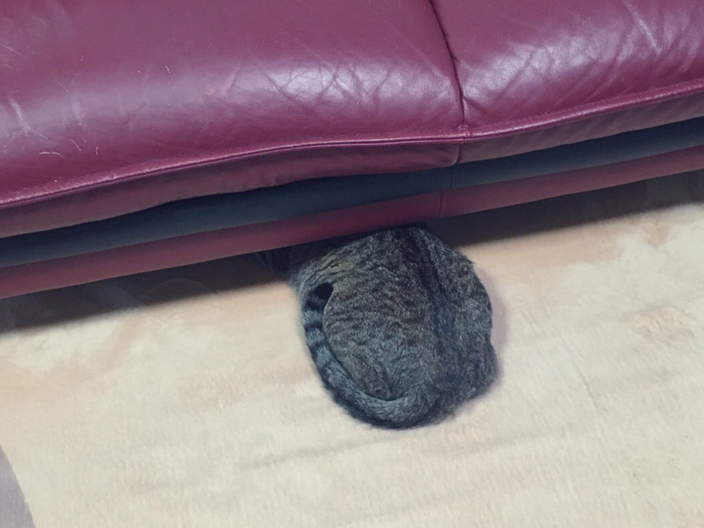 當家裡出現訪客，膽小虎斑貓嚇得迅速躲進沙發底下（圖／Twitter@nekochan_slave）