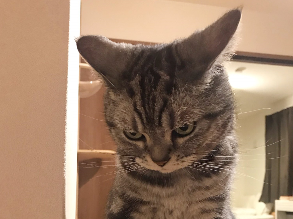 到了就寢時間忽然感覺到喵皇怒視的眼神，奴才冒冷汗說：「我想我該關燈了！」（圖／Twitter@zawakoz）