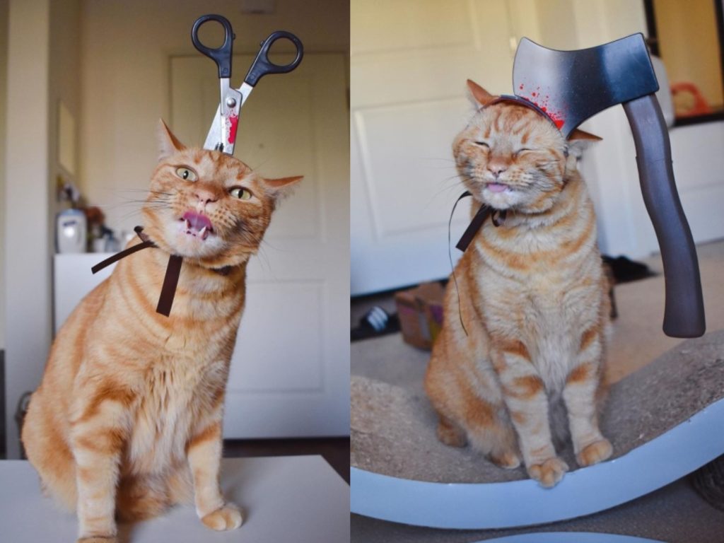 橘貓「鬆餅」日前被鏟屎官惡整戴上驚悚頭飾（圖／IG＠wafflethetabby）
