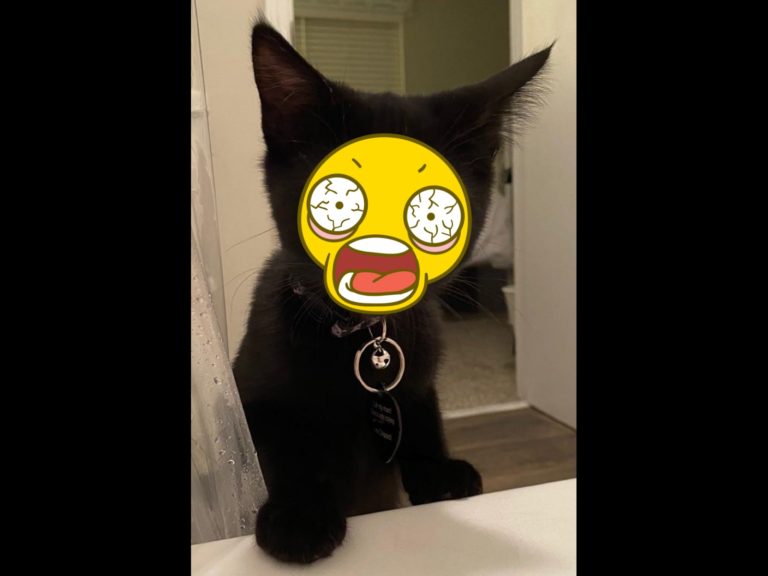黑貓鮪魚（Tuna Fish）看到主人洗澡，露出了超驚恐的表情。（圖／reddit@tacos_fall_apart） 